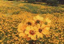 La primavera florece y las flores amarillas toman protagonismo