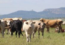 Impulsa SDR el mejoramiento genético del hato ganadero con apoyo para sementales