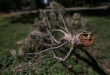 Denuncian poda severa de árboles por parte de CFE en Campos Elíseos y el Parque de la Familia