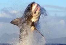 Orcas atacan y devoran hígados de tiburones blancos en distintas partes del mundo; científicos investigan cómo están cambiando los océanos
